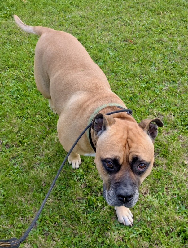 Frank, enjoying his dog walks