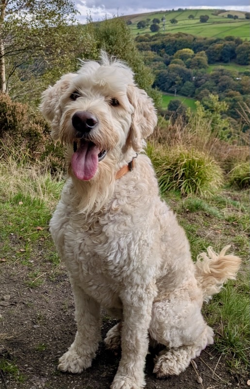 Reuben enjoying his time with Hounds of Hillcrest