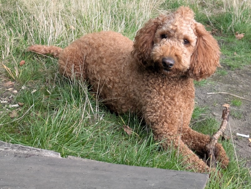 Ted enjoying his time with Hounds of Hillcrest
