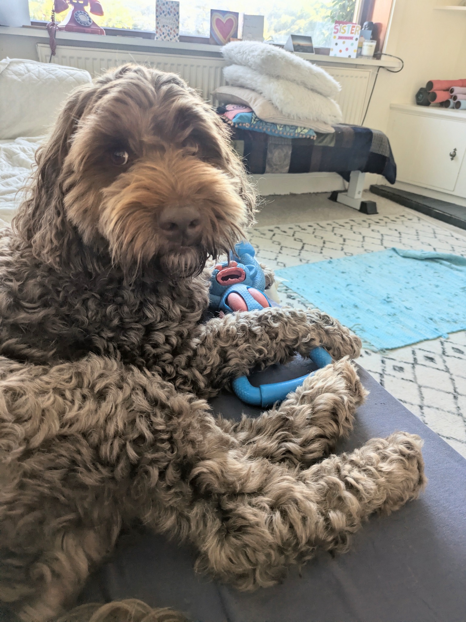 Curly-coated dog relaxing at home