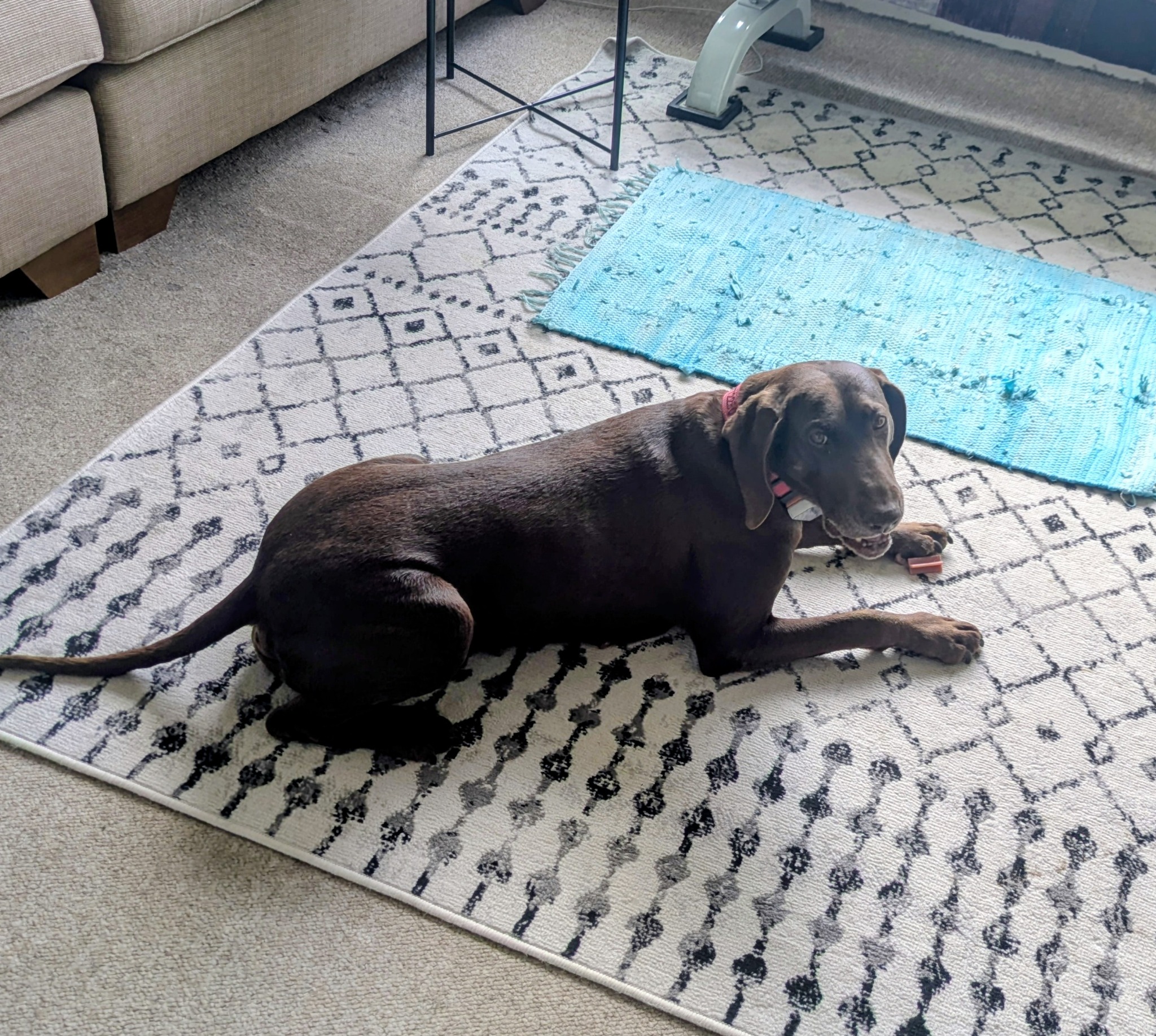 Brown dog relaxing on a rug