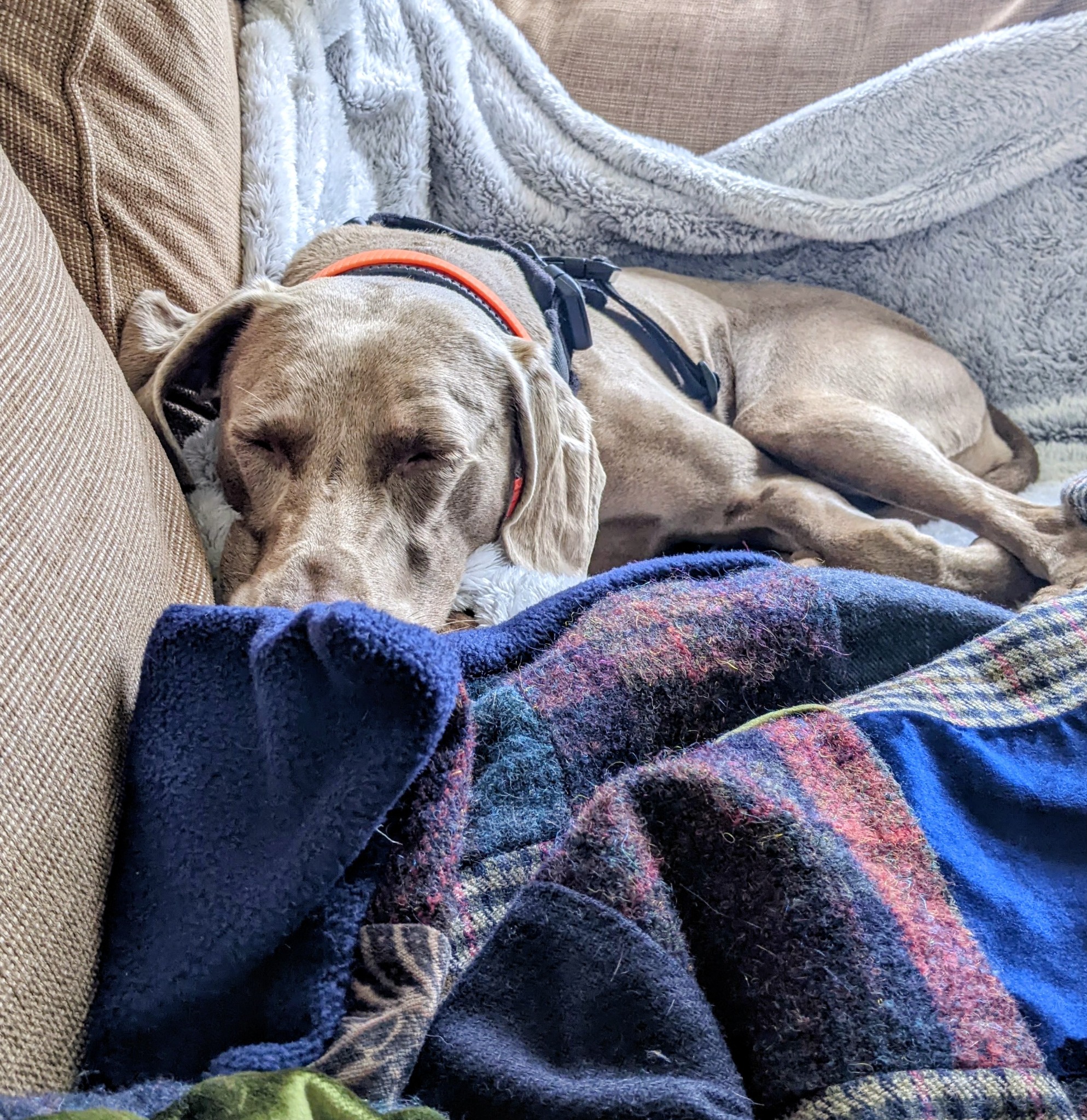 Light-coloured dog sleeping on a sofa