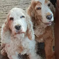 Two dogs together outdoors