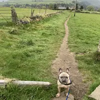 Dog on a countryside path