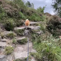 Dog exploring a rocky woodland trail