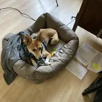 Dog curled up in a cosy bed