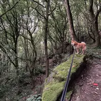 Dog enjoying a woodland walk
